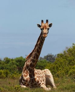 African Giraffes 024