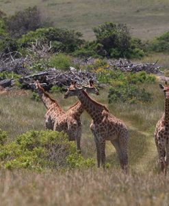 African Giraffes 025