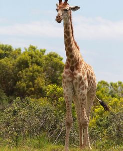 African Giraffes 026