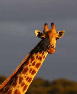 African Giraffes 017