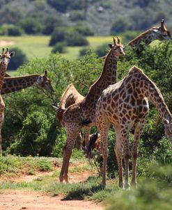 African Giraffes 018