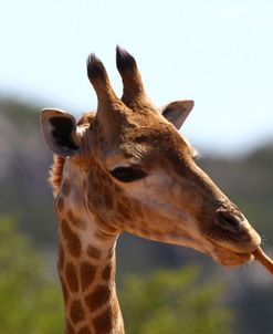 African Giraffes 020
