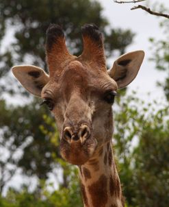 African Giraffes 032