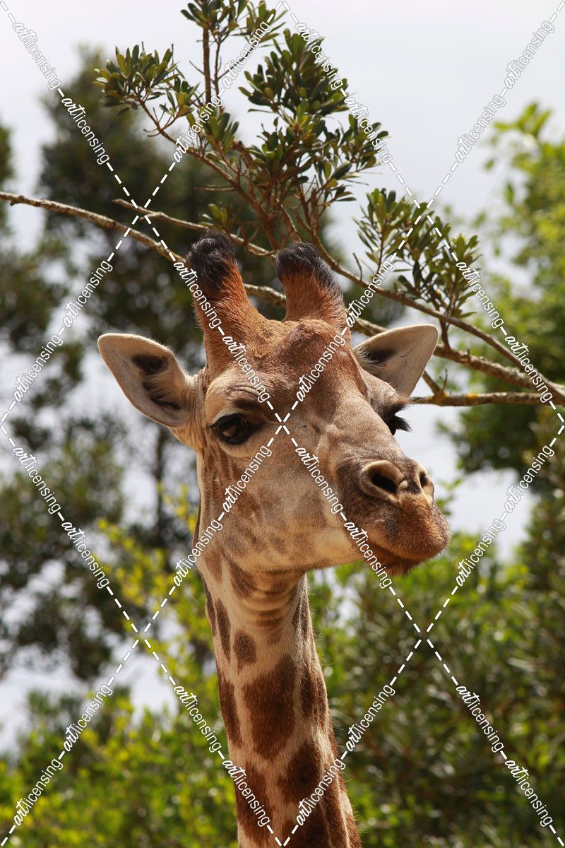African Giraffes 033