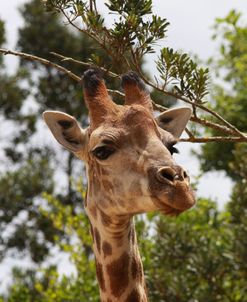 African Giraffes 033