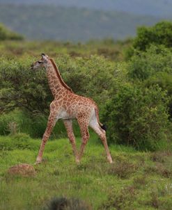 African Giraffes 034