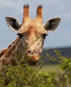 African Giraffes 035