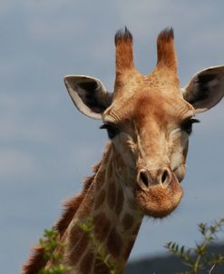 African Giraffes 036