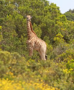 African Giraffes 027