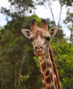 African Giraffes 028