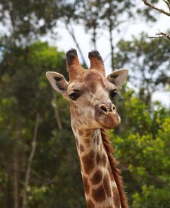 African Giraffes 029