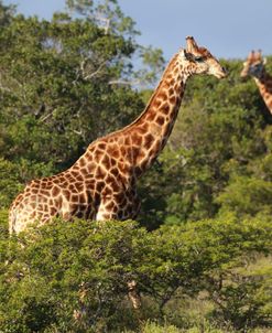 African Giraffes 041