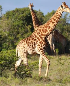 African Giraffes 042