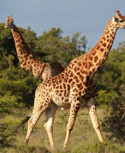 African Giraffes 043