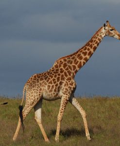 African Giraffes 044