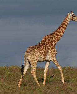 African Giraffes 045