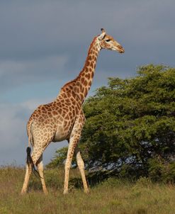 African Giraffes 046