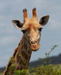 African Giraffes 037