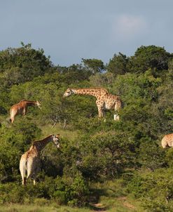 African Giraffes 038