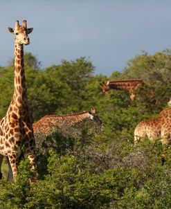African Giraffes 039