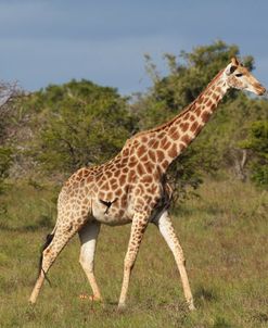 African Giraffes 040