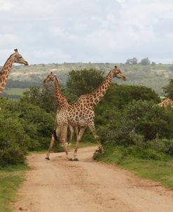 African Giraffes 051