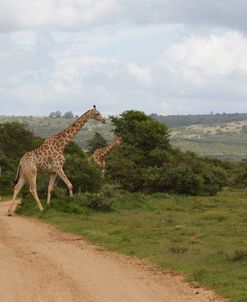 African Giraffes 052