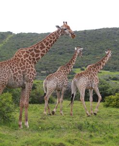 African Giraffes 053