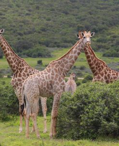 African Giraffes 054
