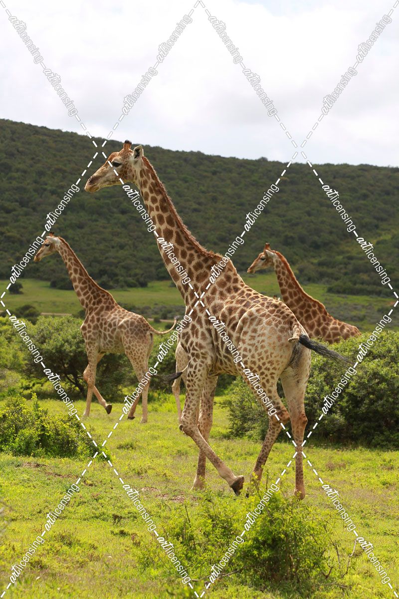African Giraffes 055