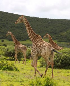 African Giraffes 055