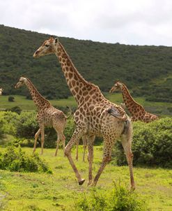 African Giraffes 056