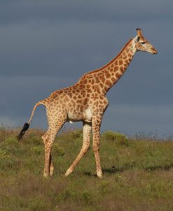 African Giraffes 047