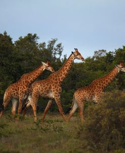 African Giraffes 048