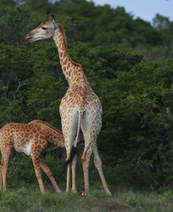 African Giraffes 049