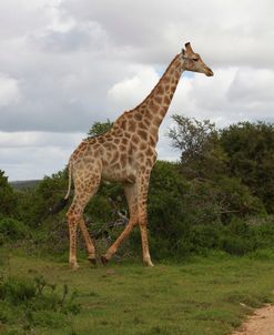 African Giraffes 050