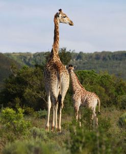 African Giraffes 061