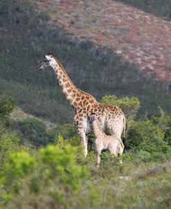 African Giraffes 062