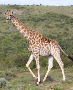 African Giraffes 063