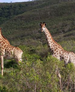 African Giraffes 064