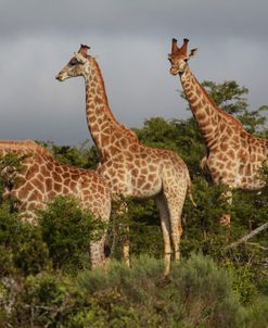 African Giraffes 065