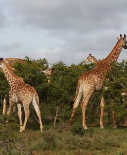 African Giraffes 066