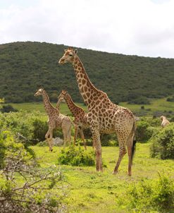 African Giraffes 057