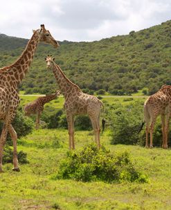 African Giraffes 058