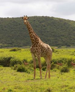 African Giraffes 059