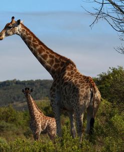 African Giraffes 060