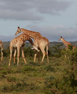African Giraffes 071