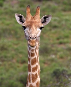 African Giraffes 073
