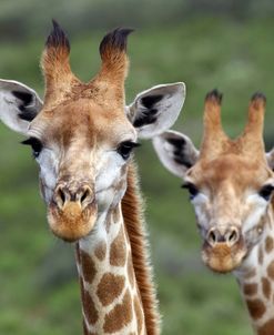 African Giraffes 074