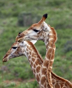 African Giraffes 075